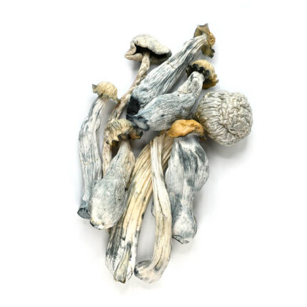 Albino Avery Mushroom rare white magic mushrooms premium product