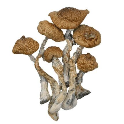 Blue Meanie Mushroom premium psilocybin magic mushroom product