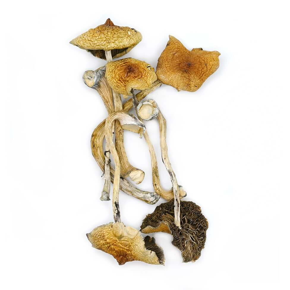 Golden Teacher golden teacher mushroom product display