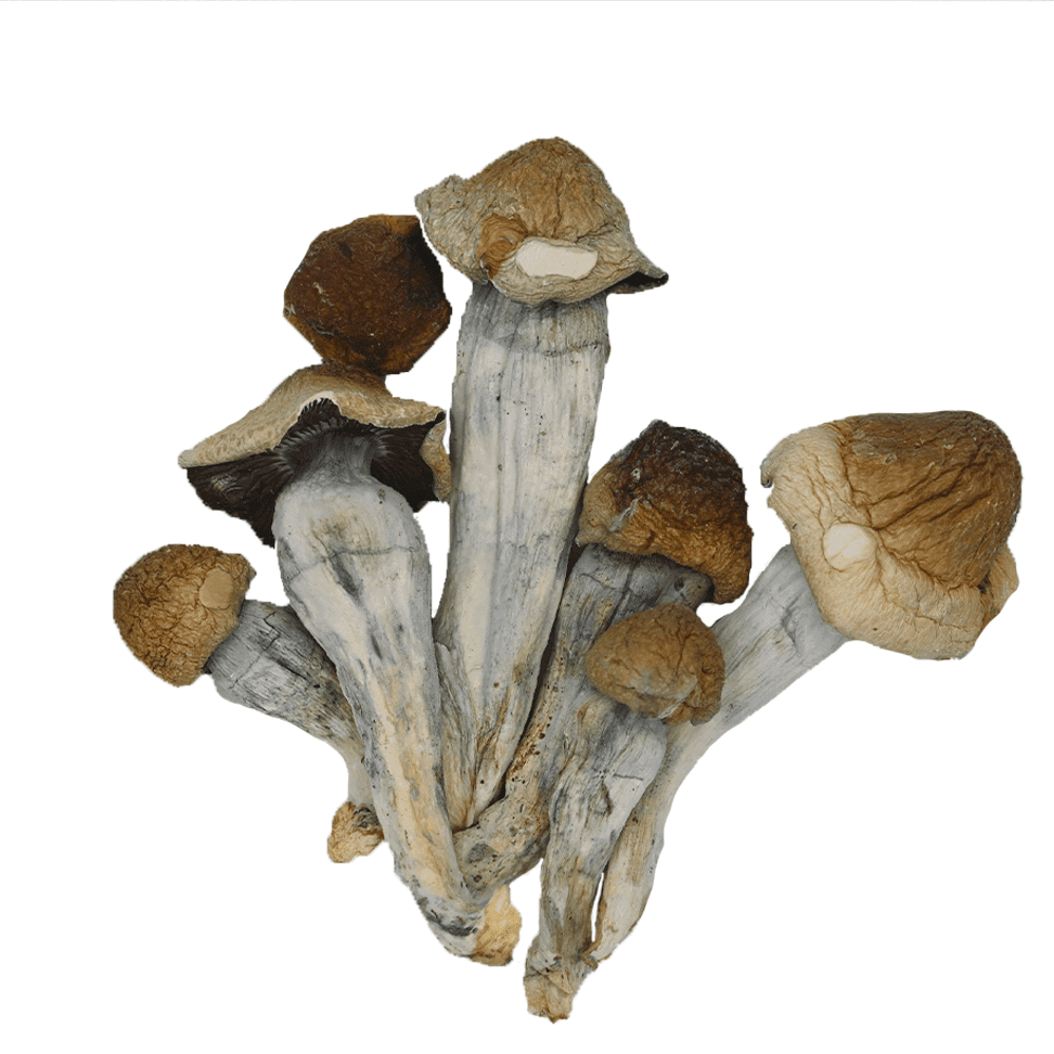 Penis Envy penis envy psilocybin mushrooms product shot