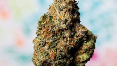 best medical cannabis strains australia